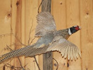 Flying Pheasant Mounted on Fence Post Flying Pheasant Mounted on Fence Post